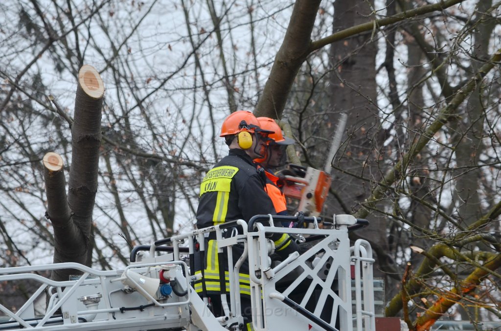 Einsatz BF Baum Koeln Vingst Vingster Ring P36.JPG - Miklos Laubert